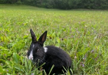 Baby Bunny